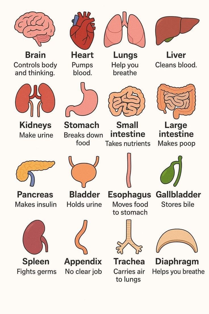 Body organ
